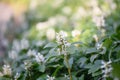 Japanese Pachysandra terminalis, plants with white flowers Royalty Free Stock Photo